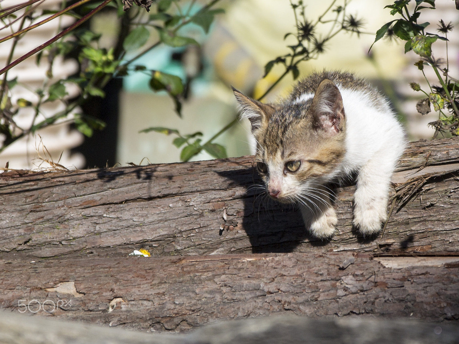 Canon EOS 700D (EOS Rebel T5i / EOS Kiss X7i) + Sigma 17-70mm F2.8-4 DC Macro OS HSM sample photo. Kitten photography