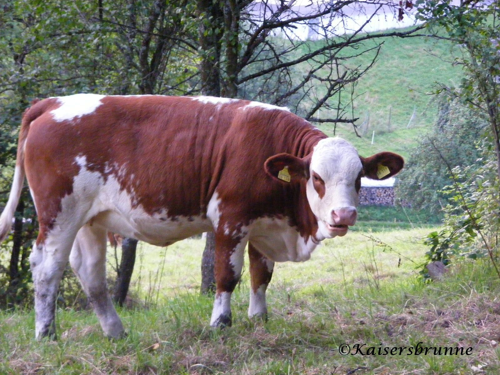 Fujifilm FinePix S5800 S800 sample photo. Kühe cows photography