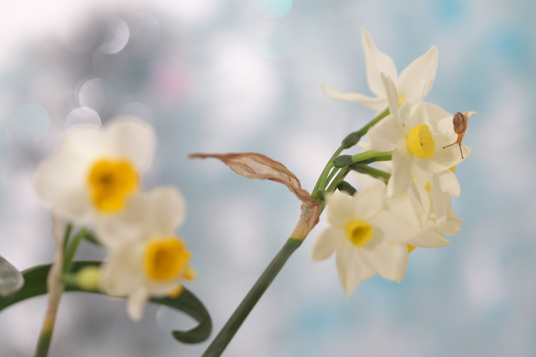 Canon EOS 70D + Tamron SP 90mm F2.8 Di VC USD 1:1 Macro (F004) sample photo. Spring photography