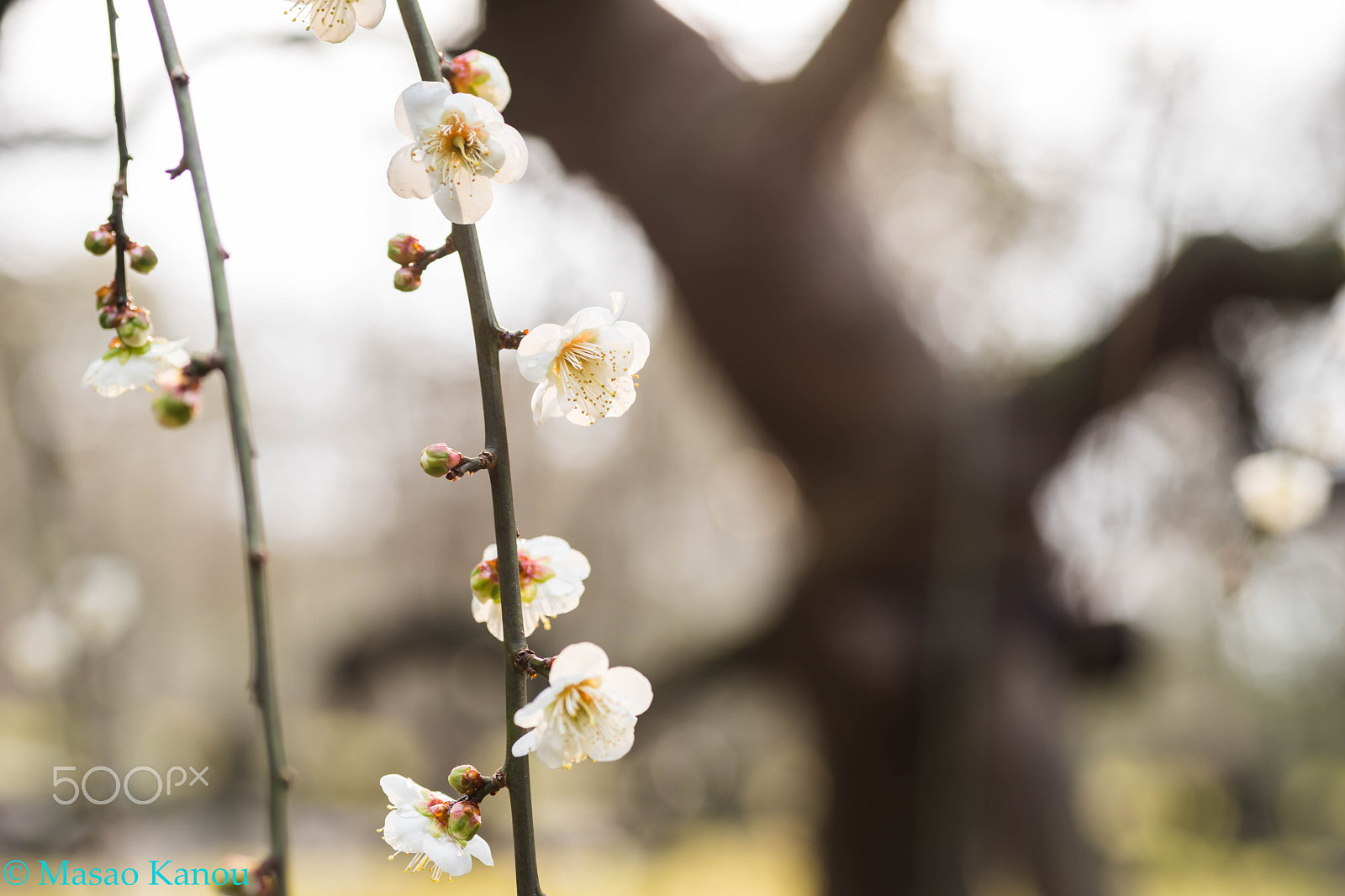 Sony a7 II + Sigma 70mm F2.8 EX DG Macro sample photo. White plum photography