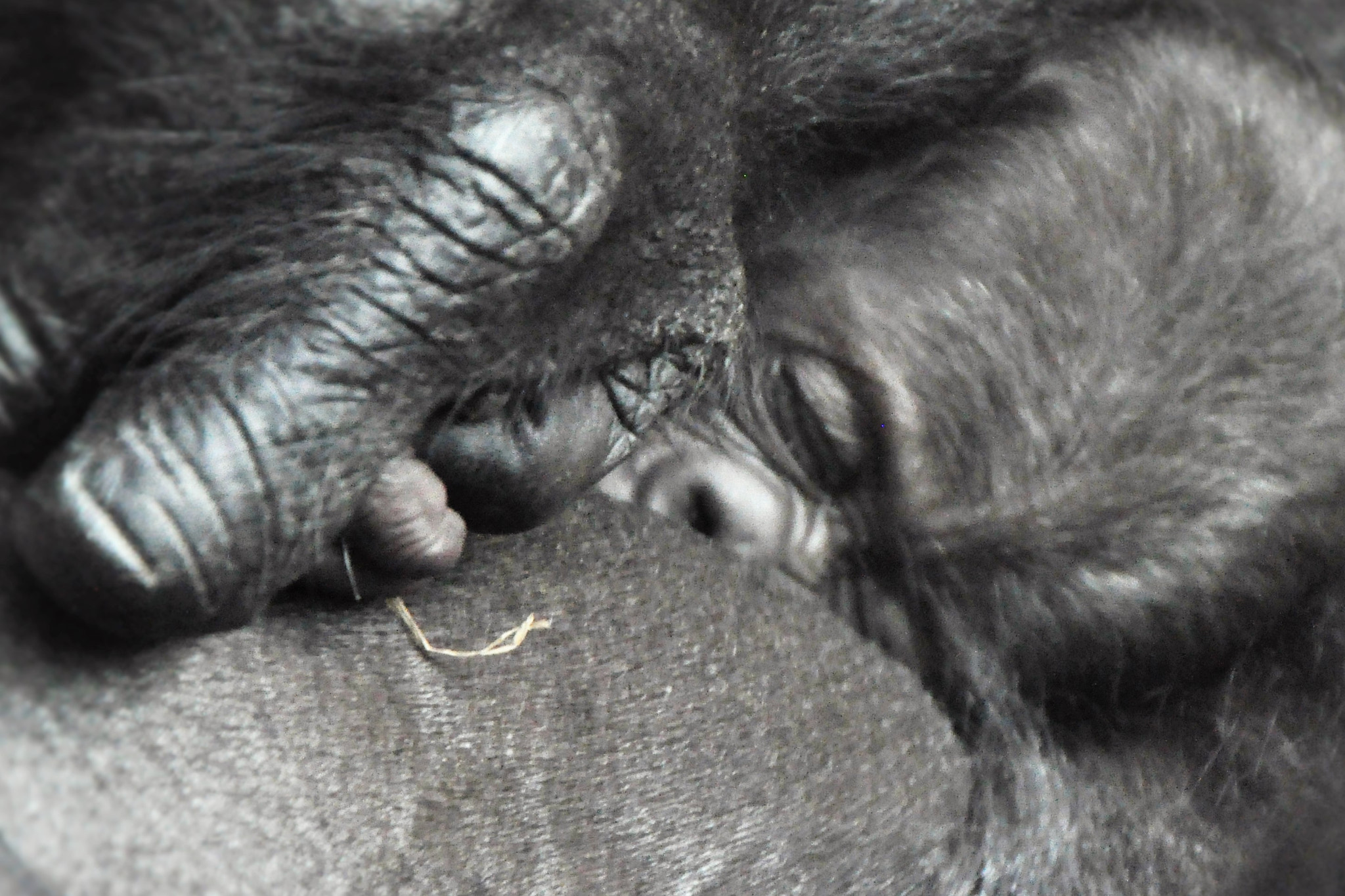 Nikon D5000 sample photo. Good night sleep well photography