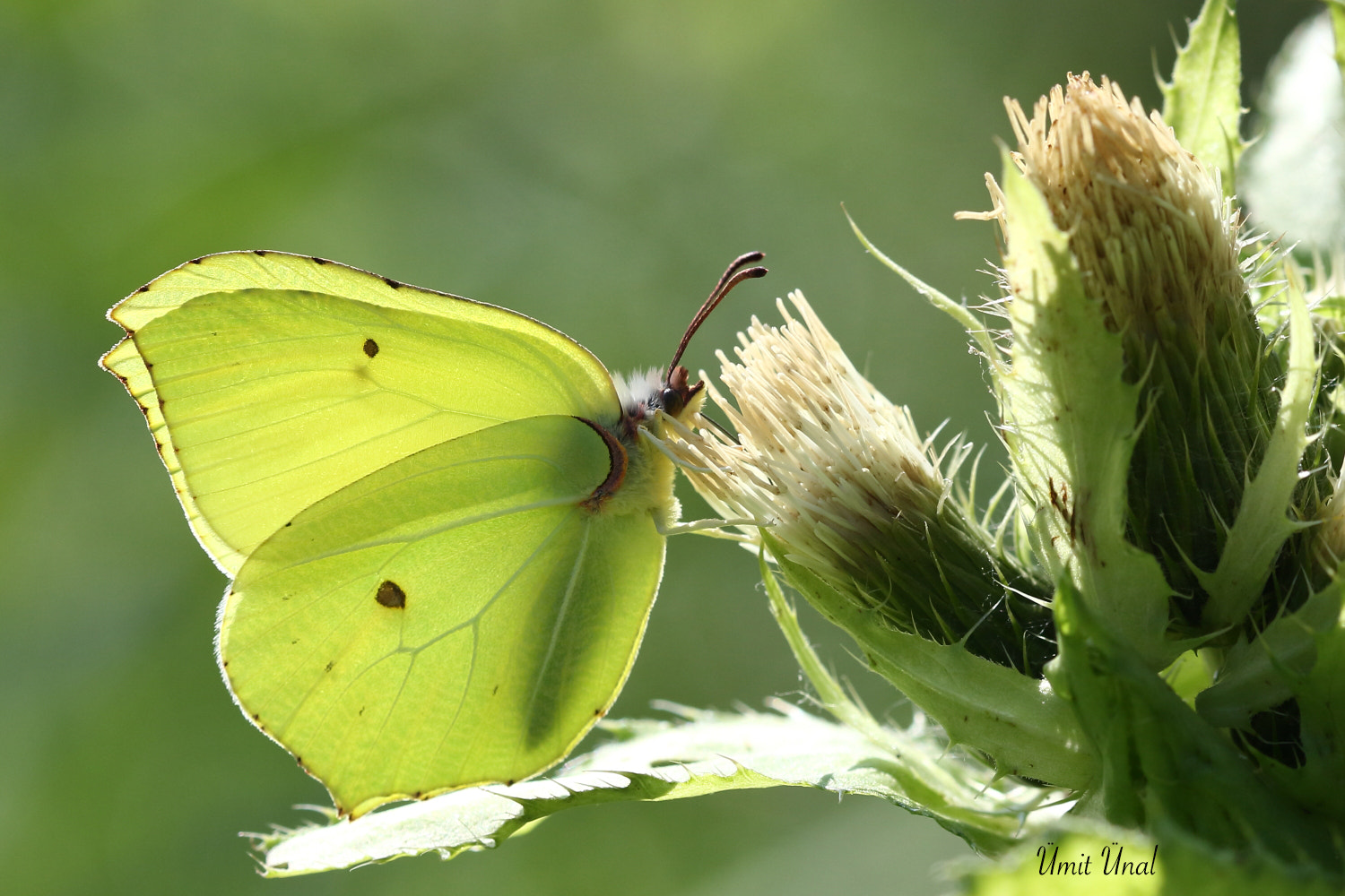 Canon EF 100mm F2.8 Macro USM sample photo. Common brimstone photography