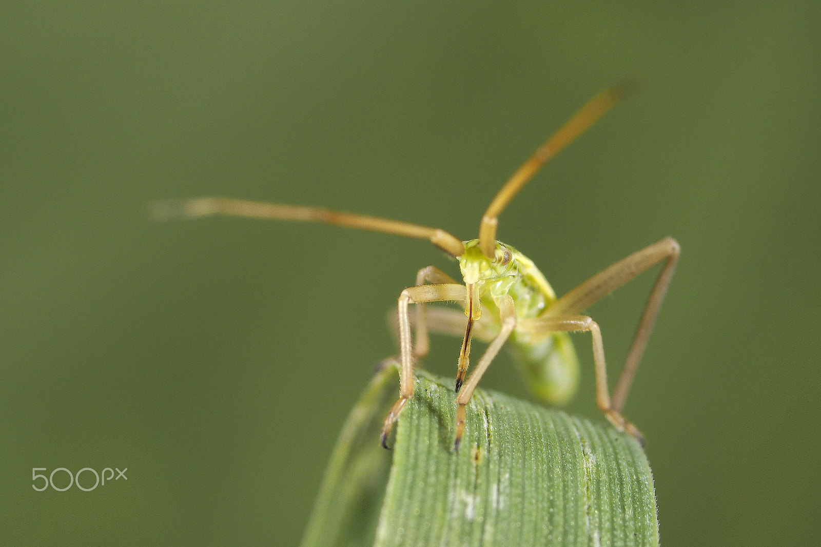 Olympus OM-D E-M1 + OLYMPUS 50mm Lens sample photo. Plant bug - blindwants - miridae photography