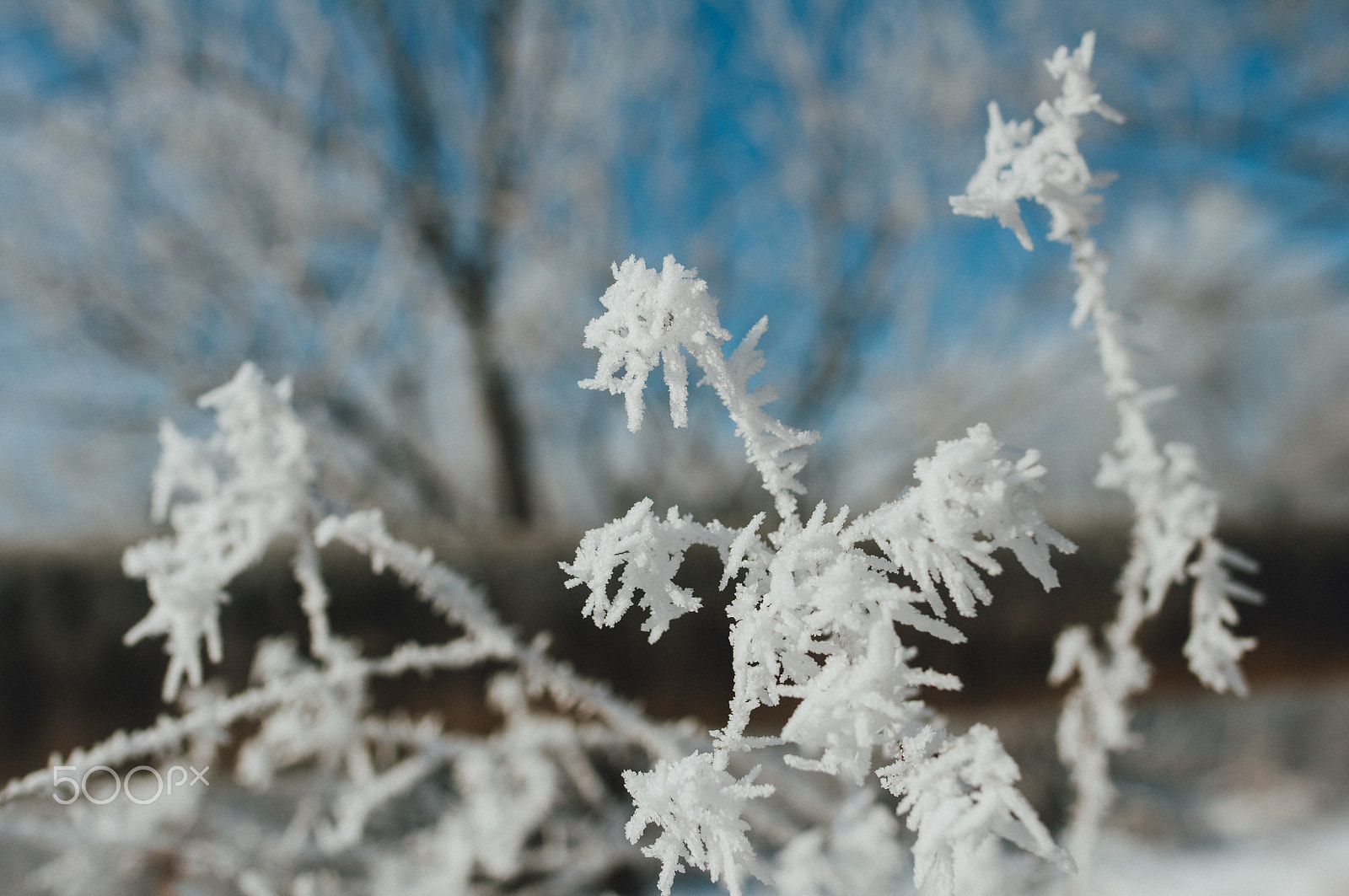 Nikon D90 + Nikon AF-S Nikkor 24mm F1.8G ED sample photo. Hoarfrost (3) photography