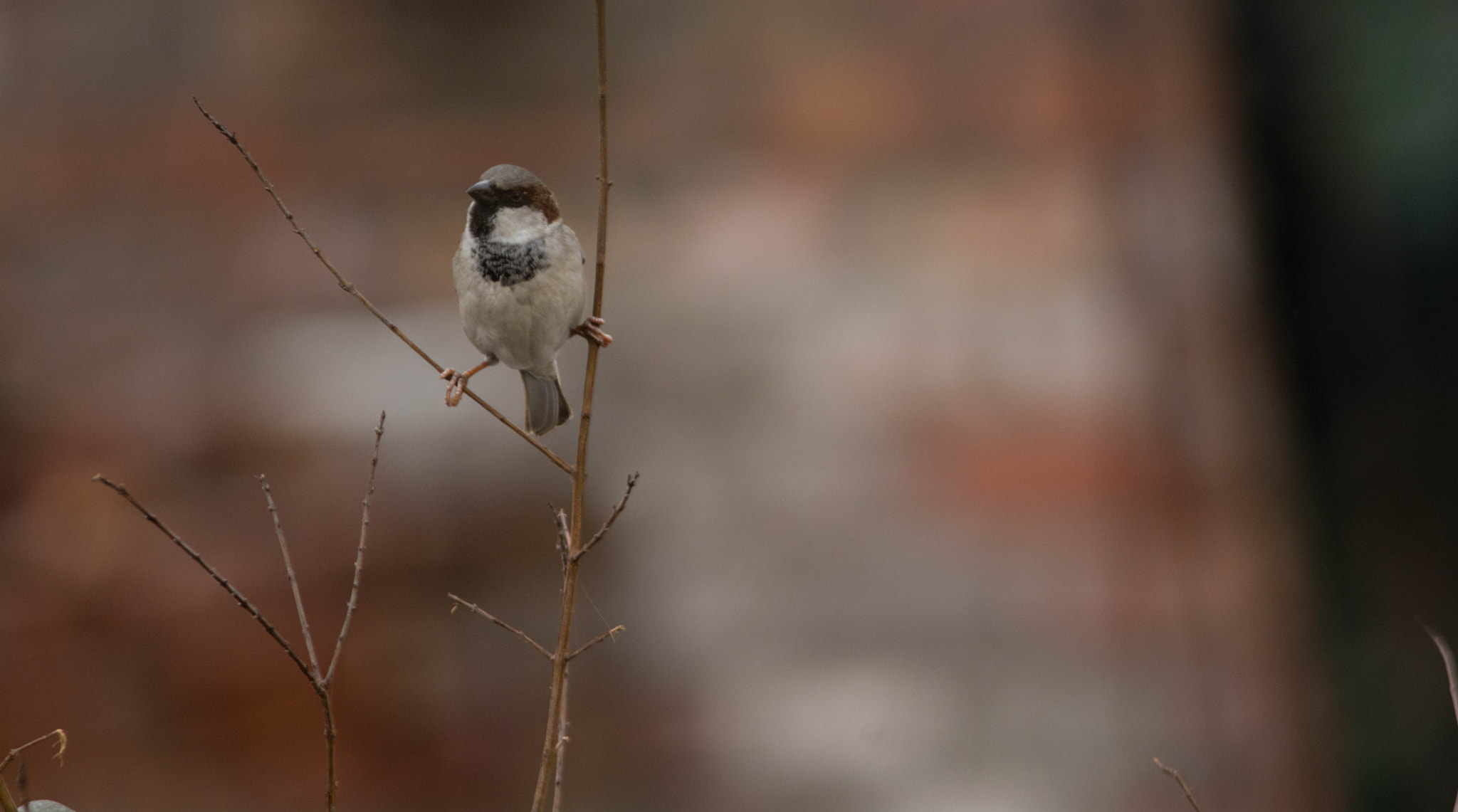 Nikon D7100 + Nikon AF-S Nikkor 300mm F4D ED-IF sample photo. Just chill ... photography