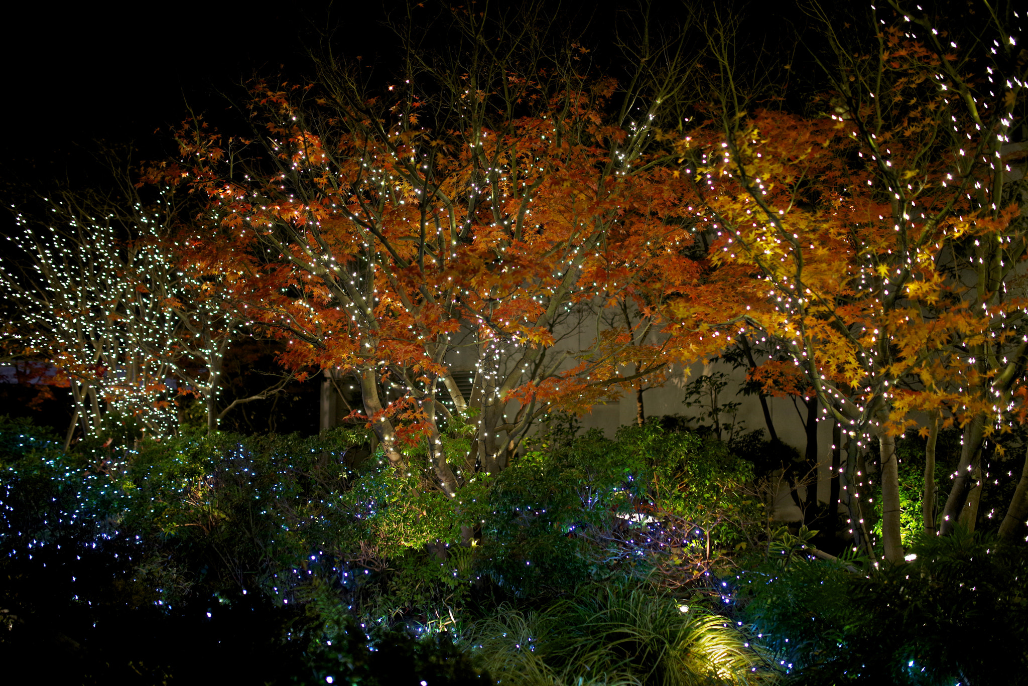 Pentax K-1 sample photo. Autumn illumination photography