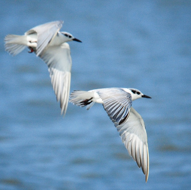 Nikon D300S sample photo. Fly couple fly! up up to the sky!! photography