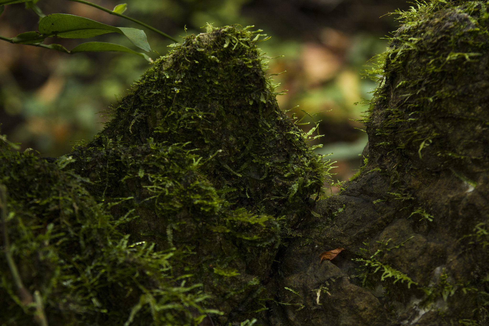 EF28-70mm f/2.8L USM sample photo