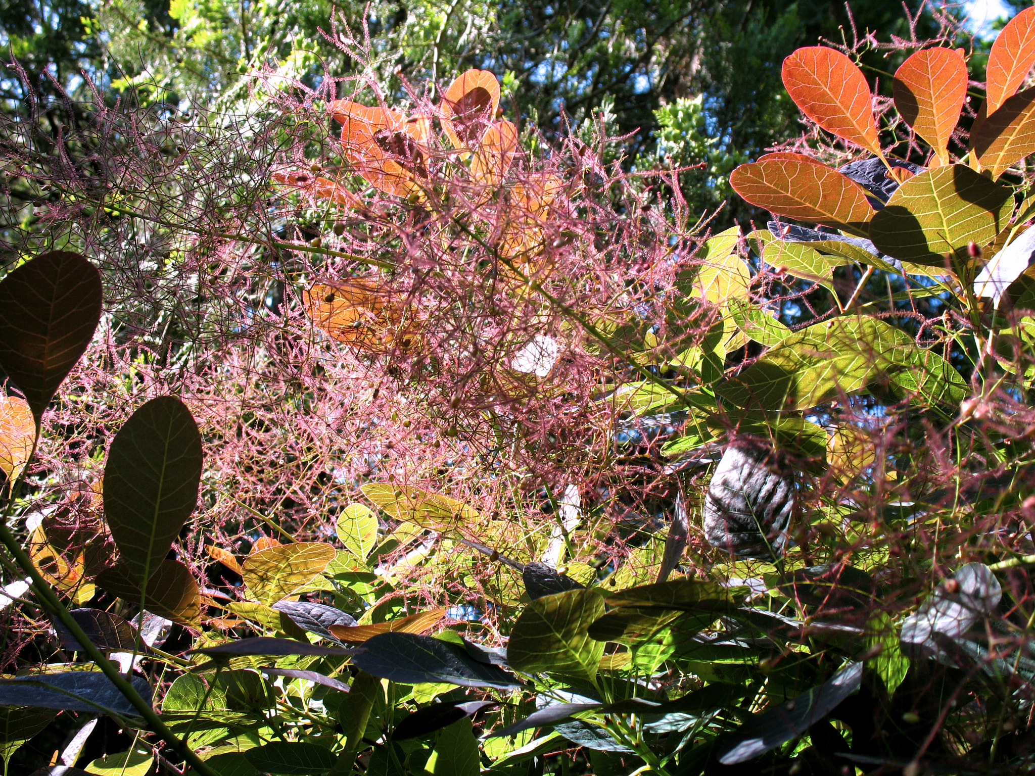 Canon POWERSHOT A620 sample photo. Tangle of leaves photography