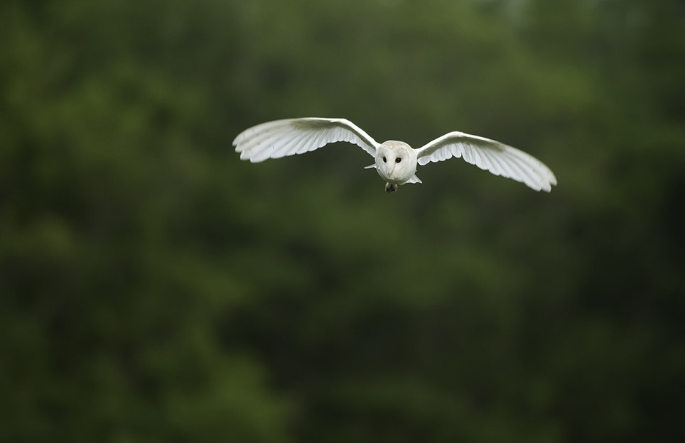 Nikon D3 sample photo. Barn owl - tyto alba photography