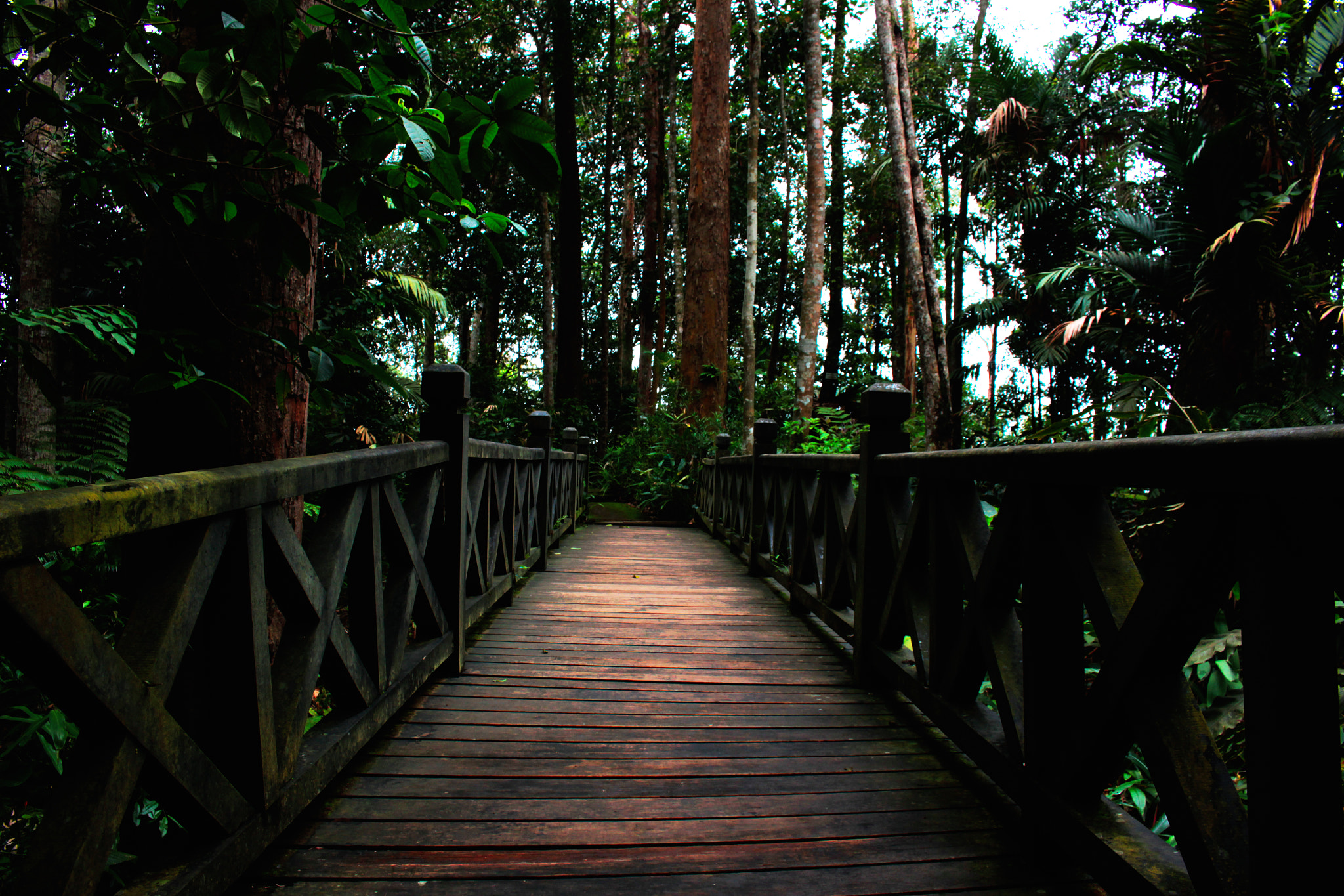Canon EOS 600D (Rebel EOS T3i / EOS Kiss X5) + Canon EF-S 18-55mm F3.5-5.6 IS STM sample photo. Bridge in the forest photography