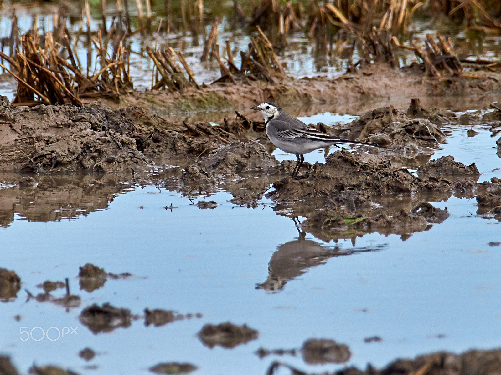 M.300mm F4.0 + MC-14 sample photo. Motacilla alba iib photography