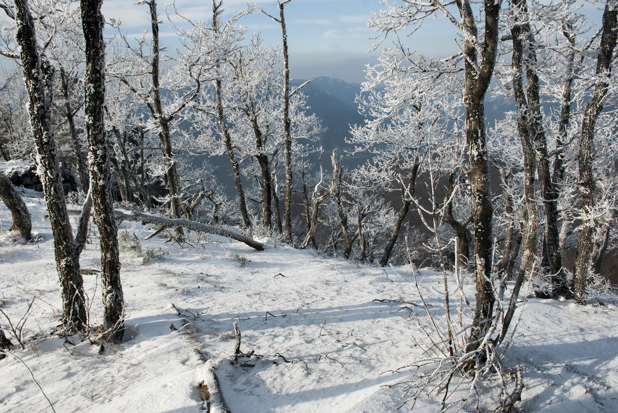 Nikon D80 sample photo. Cold.winter photography