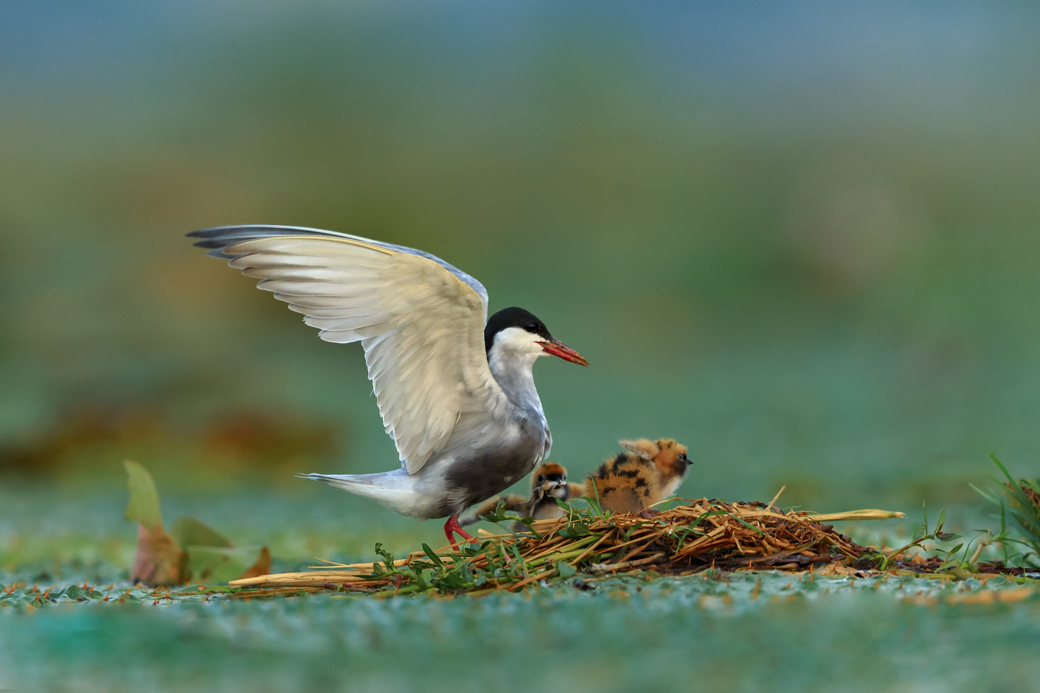 Canon EOS-1D X + Canon EF 600mm F4L IS II USM sample photo