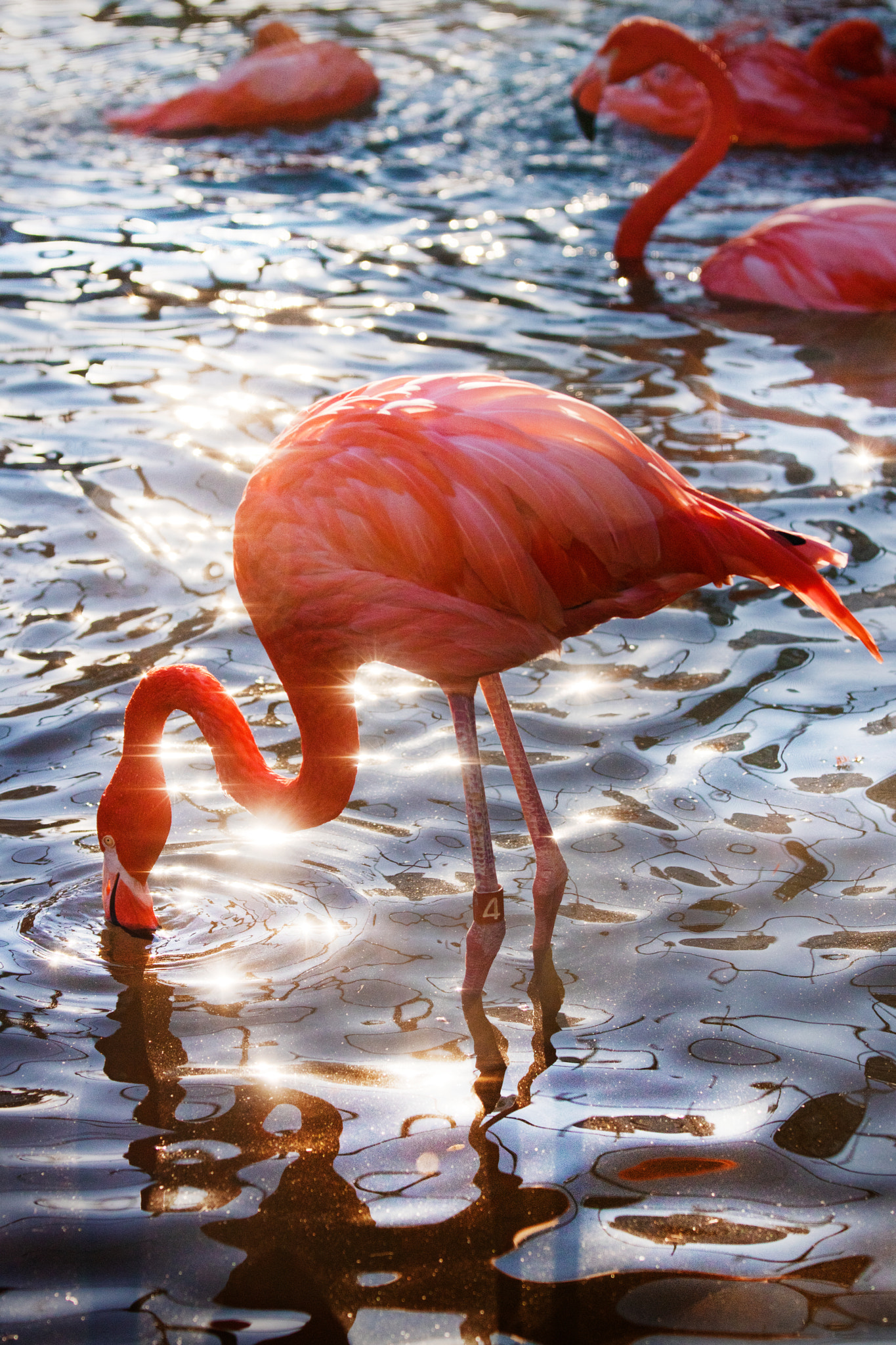 Canon EF 70-200mm F2.8L IS II USM sample photo. Reflecting water photography