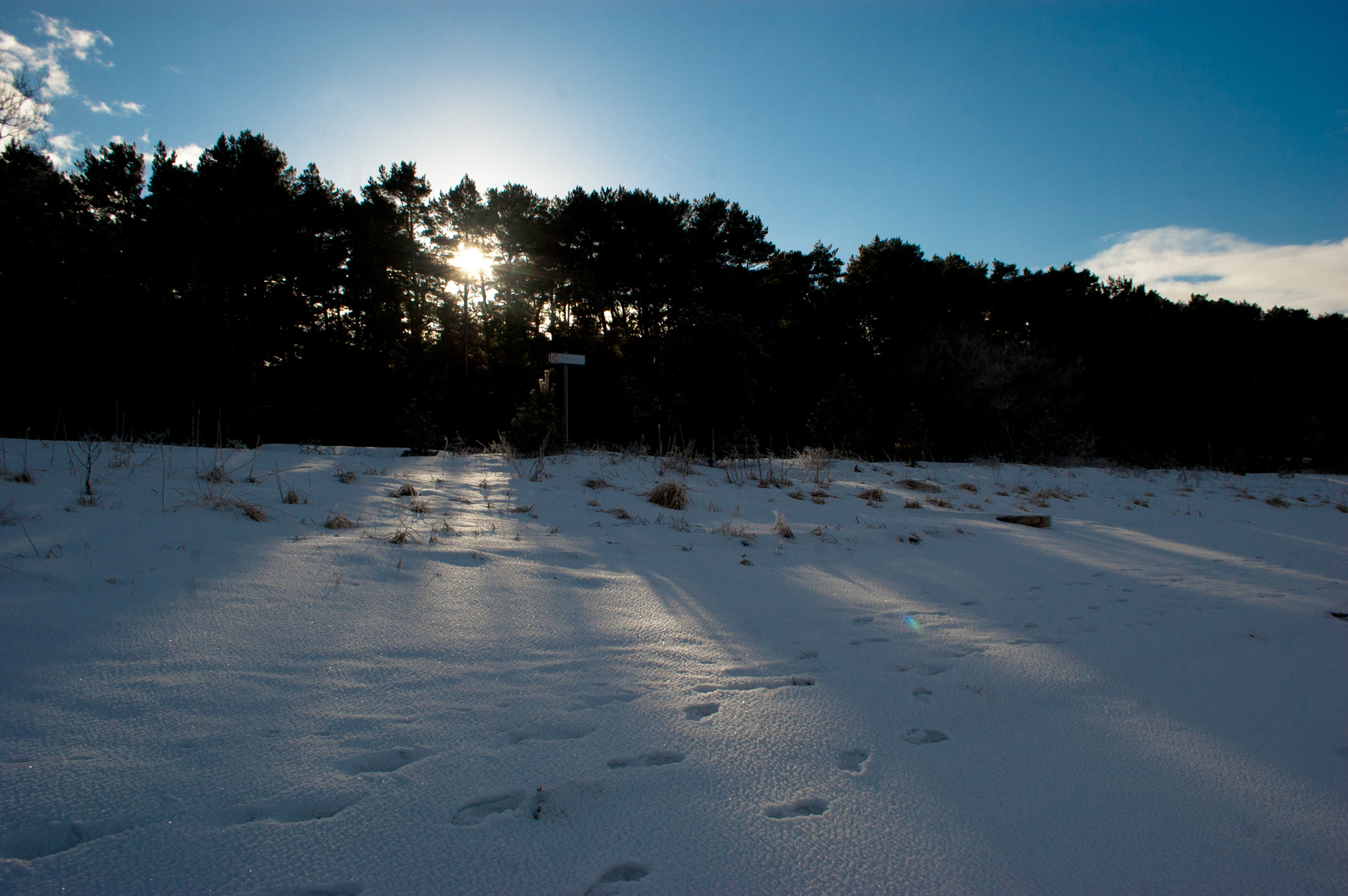 Nikon D40 sample photo. Estonian winter under the snow photography