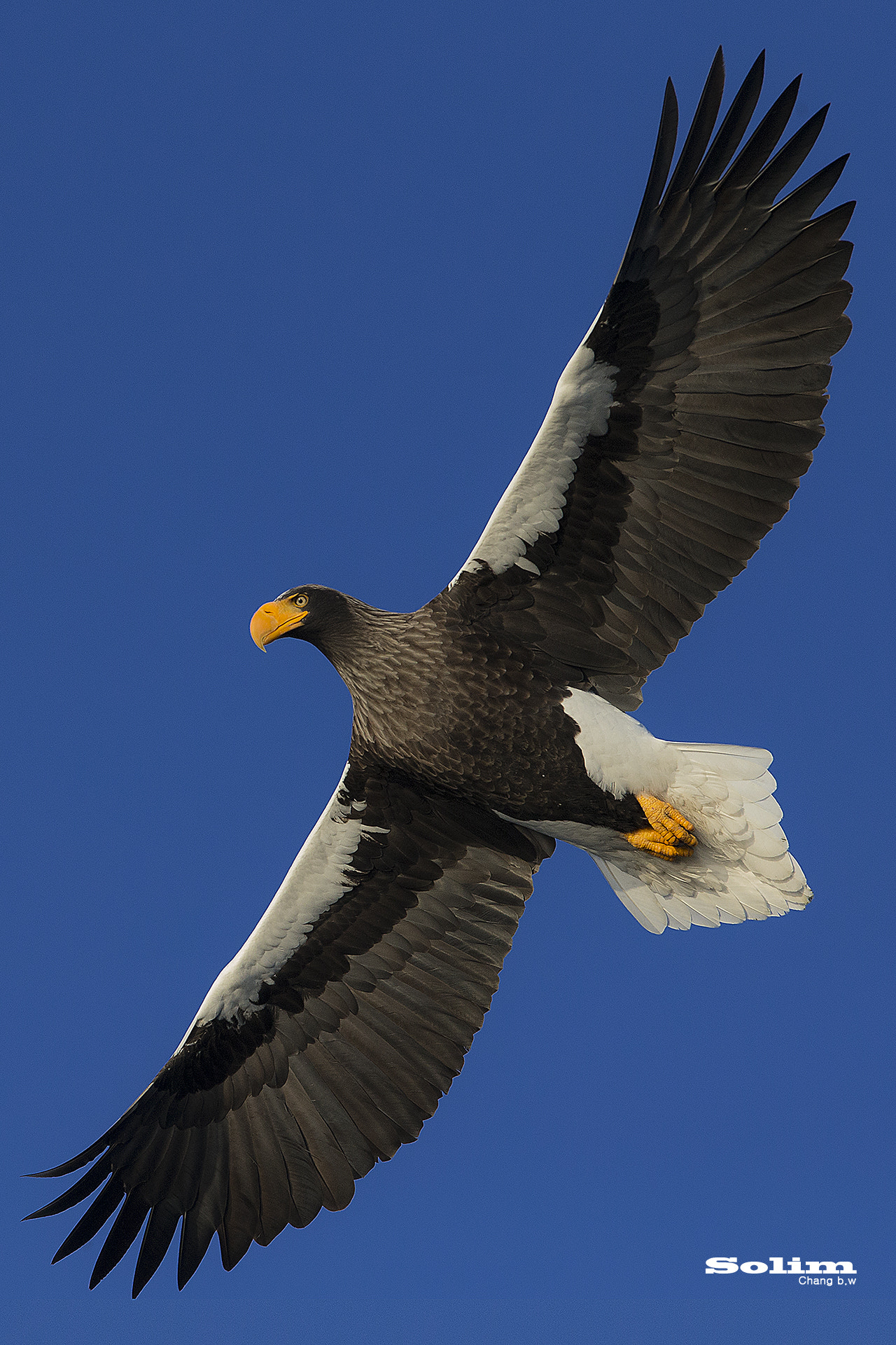 Canon EOS-1D X + Canon EF 300mm F2.8L IS USM sample photo. Steller's sea egle~~~참수리~~~ photography