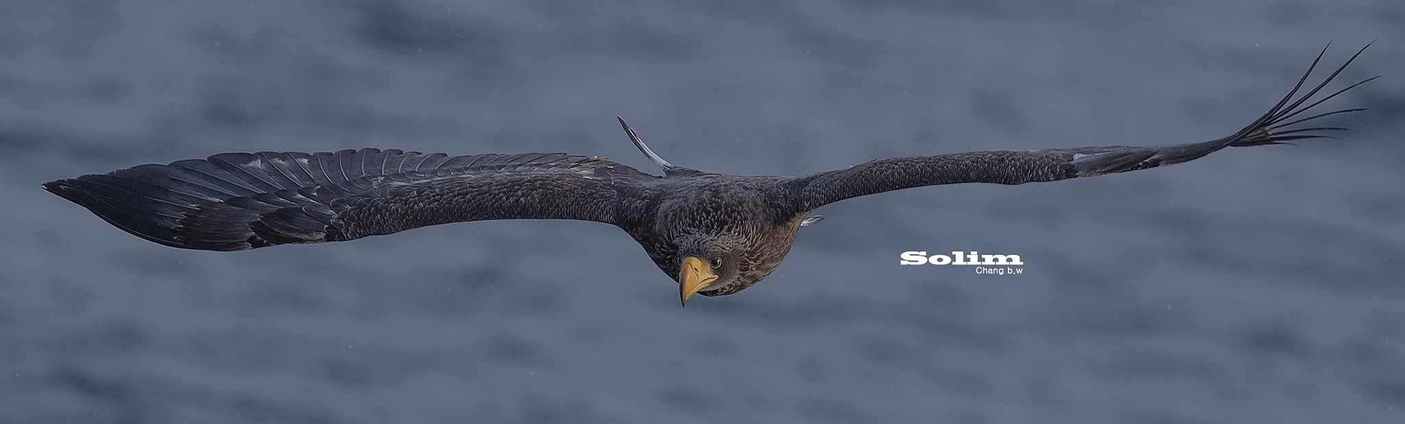 Canon EF 300mm F2.8L IS USM sample photo. Steller's sea egle~~~참수리~~~ photography
