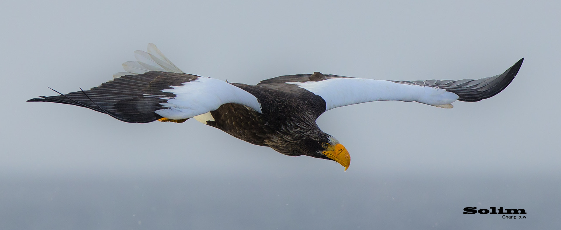 Canon EOS-1D X + Canon EF 300mm F2.8L IS USM sample photo. Steller's sea egle~~~참수리~~~ photography