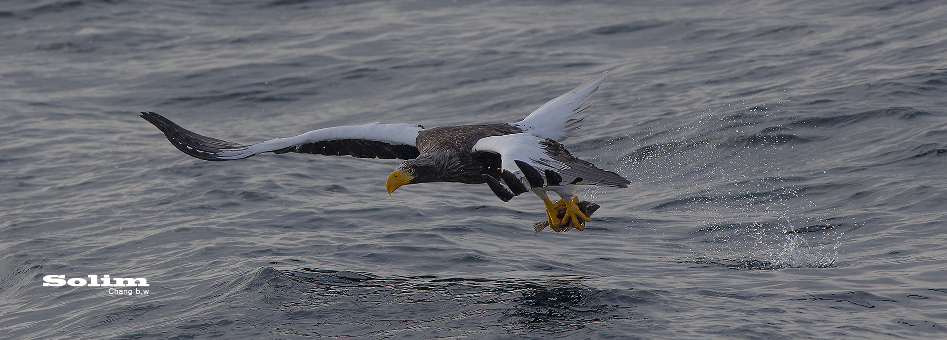 Canon EF 300mm F2.8L IS USM sample photo. Steller's sea egle~~~참수리~~~ photography