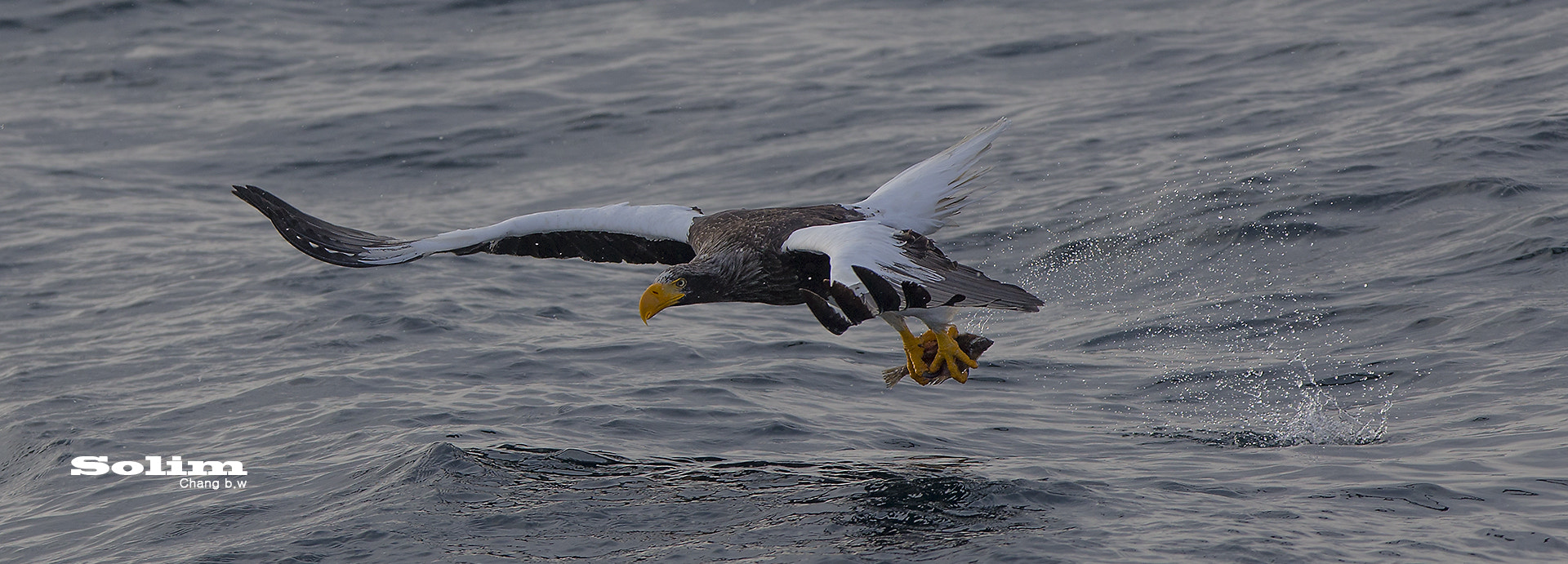 Canon EOS-1D X + Canon EF 300mm F2.8L IS USM sample photo. Steller's sea egle~~~참수리~~~ photography