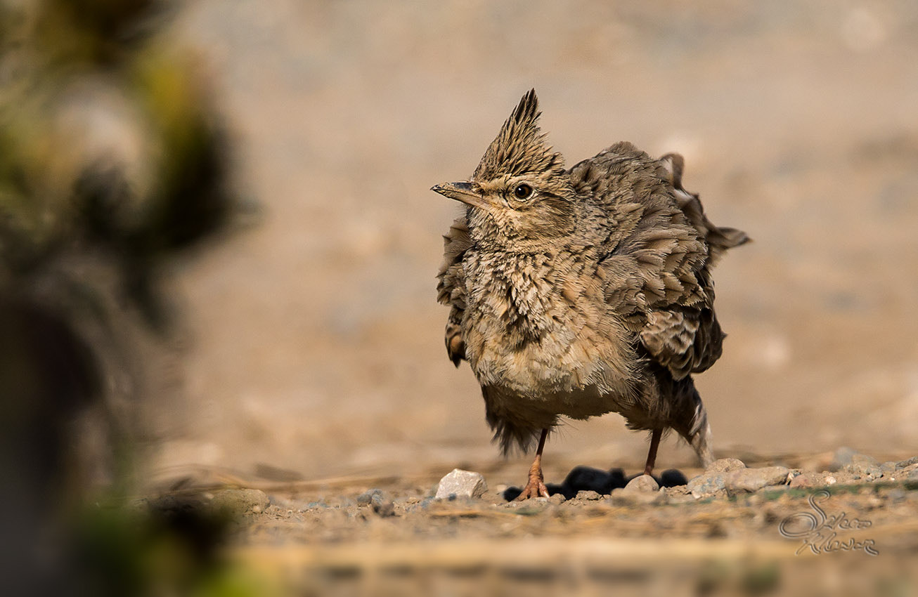Sigma 150-600mm F5-6.3 DG OS HSM | C sample photo. Crested lark # 5 photography