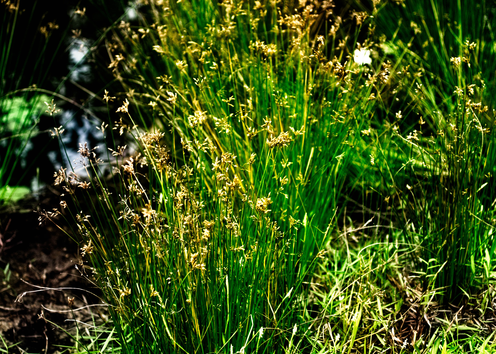 Canon EOS 60D + Canon EF 50mm F2.5 Macro sample photo. Wild bush plant photography