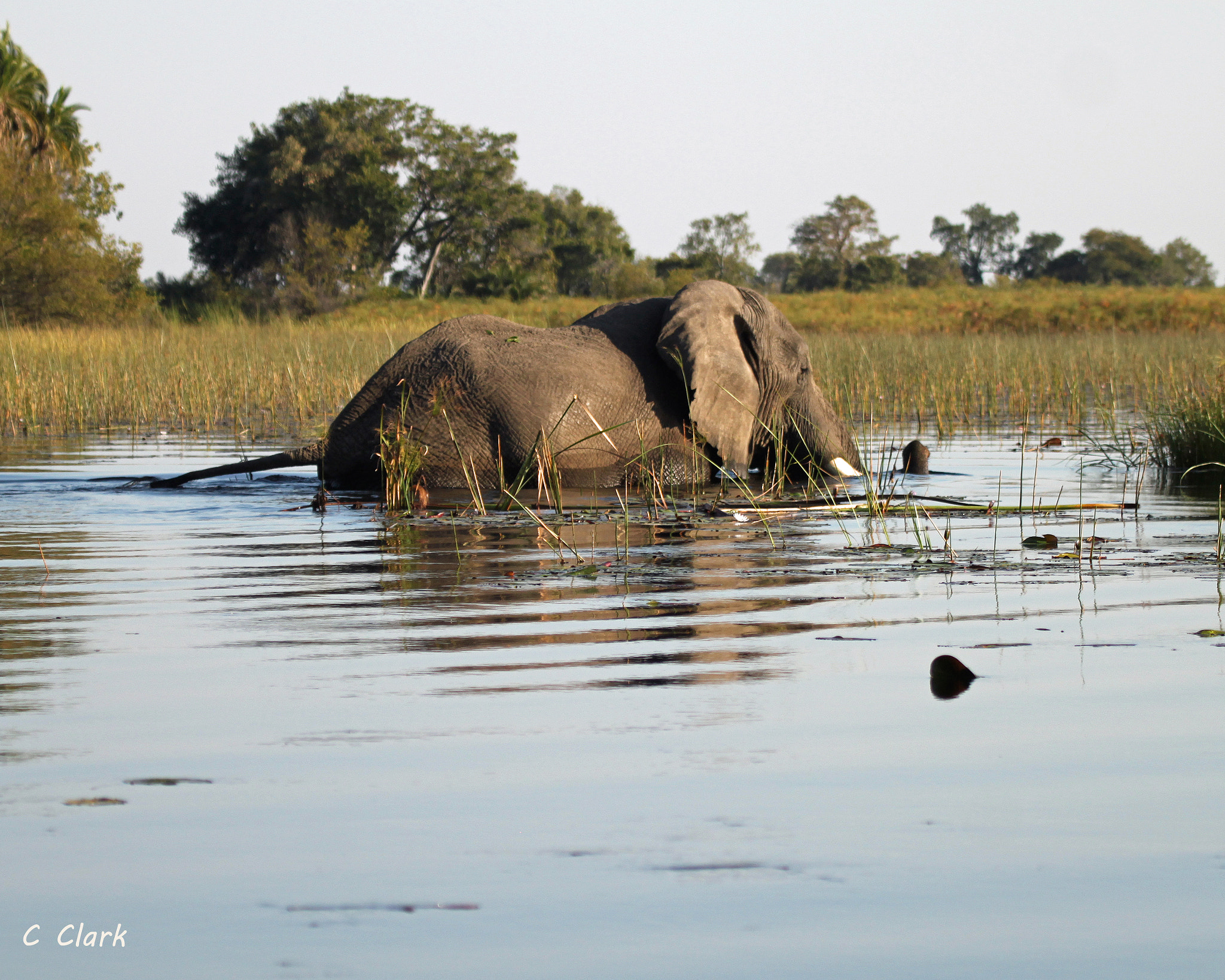Canon EOS 500D (EOS Rebel T1i / EOS Kiss X3) sample photo. Elephant, okavango delta photography