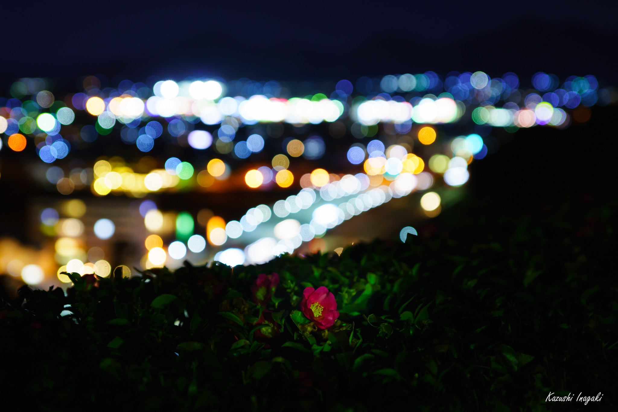 Sony SLT-A99V sample photo. Bokeh and camellia photography
