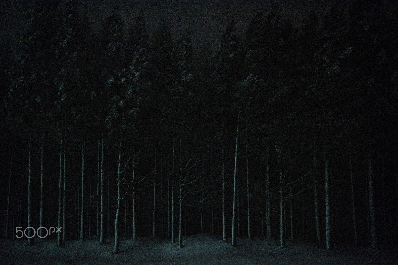 Nikon AF-S Nikkor 24-70mm F2.8G ED sample photo. Snow forest photography