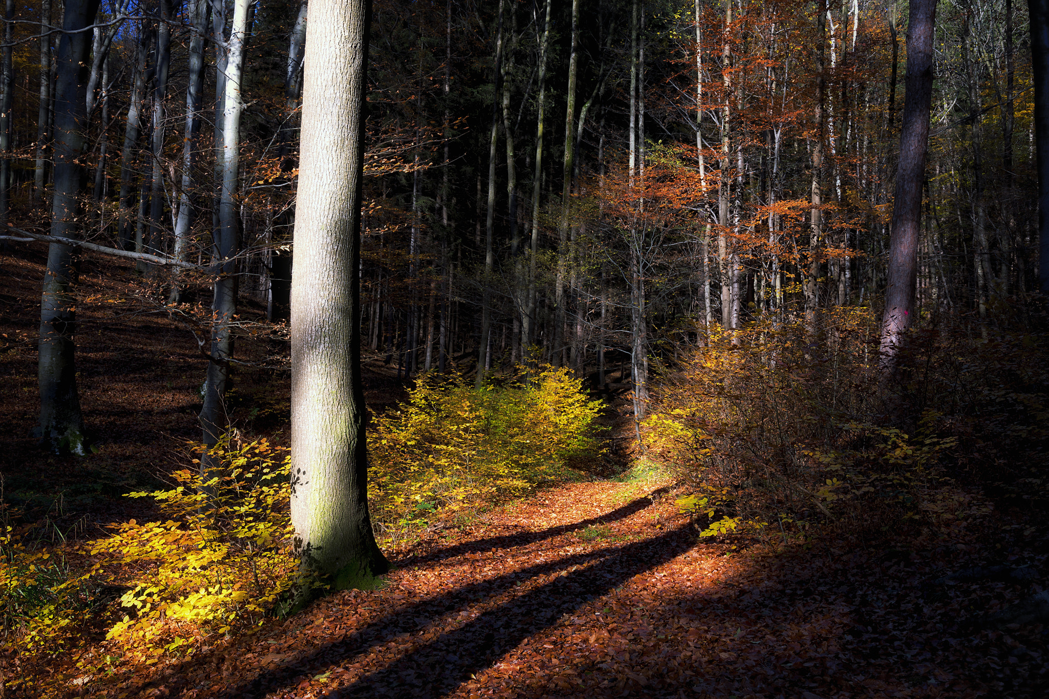 Nikon D5500 + Sigma 18-35mm F1.8 DC HSM Art sample photo. Autumn mood photography