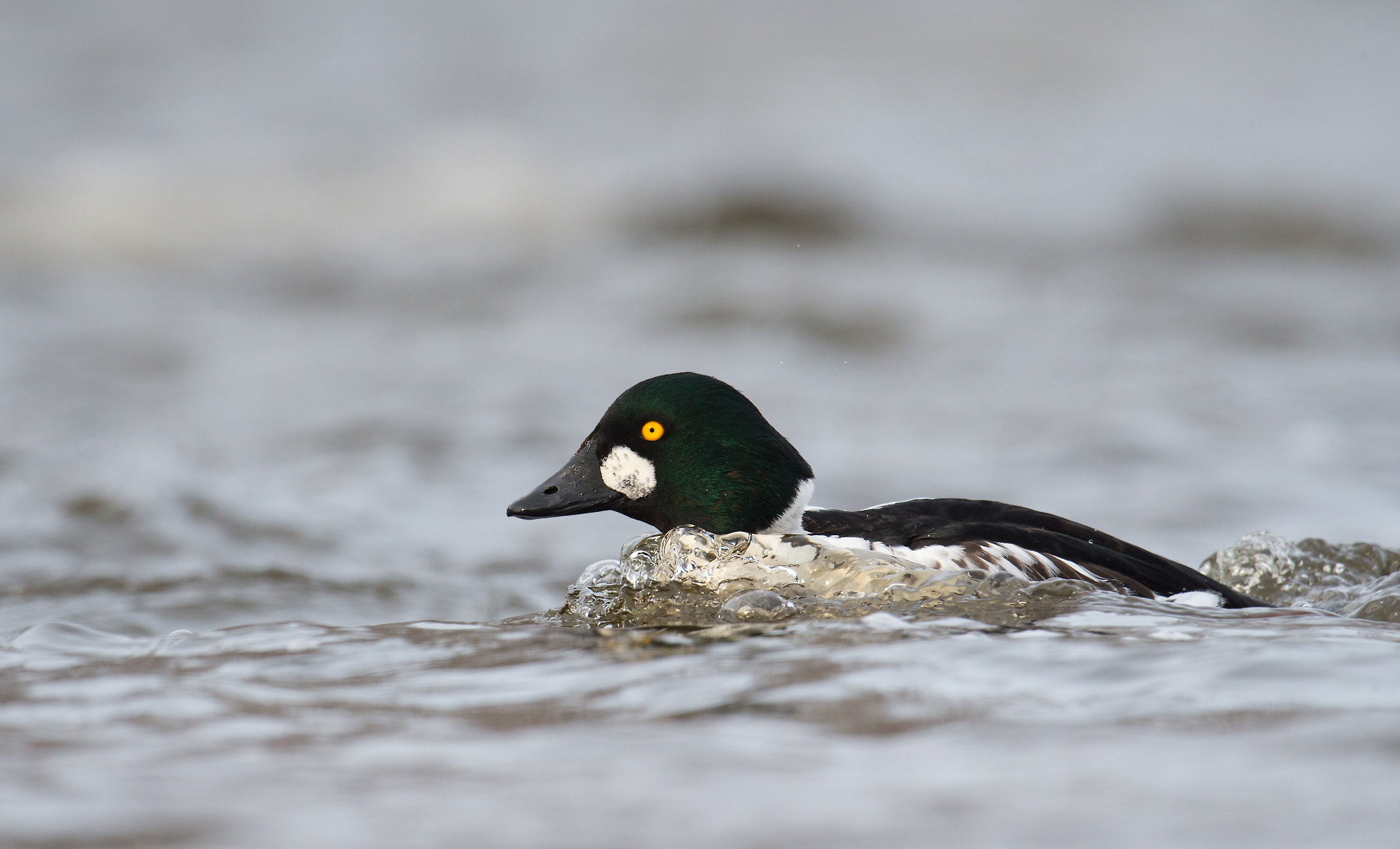 Nikon AF-S Nikkor 800mm F5.6E FL ED VR sample photo. Garrot a oeil d'or, bucephala clangula, common goldeneye photography
