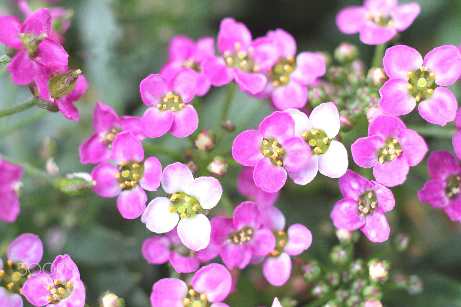 Canon EOS 7D + Canon EF 40mm F2.8 STM sample photo. Sweet alyssum 02 photography
