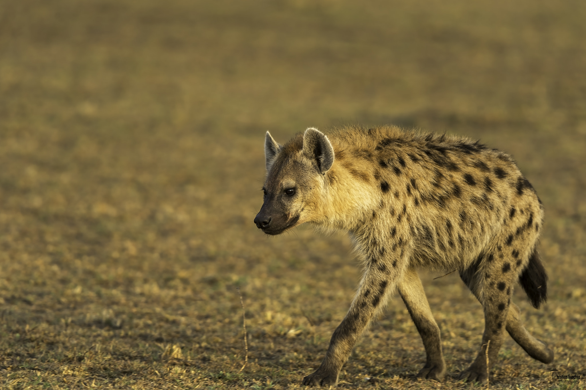 Nikon AF-S Nikkor 400mm F2.8G ED VR II sample photo. Hyenas photography