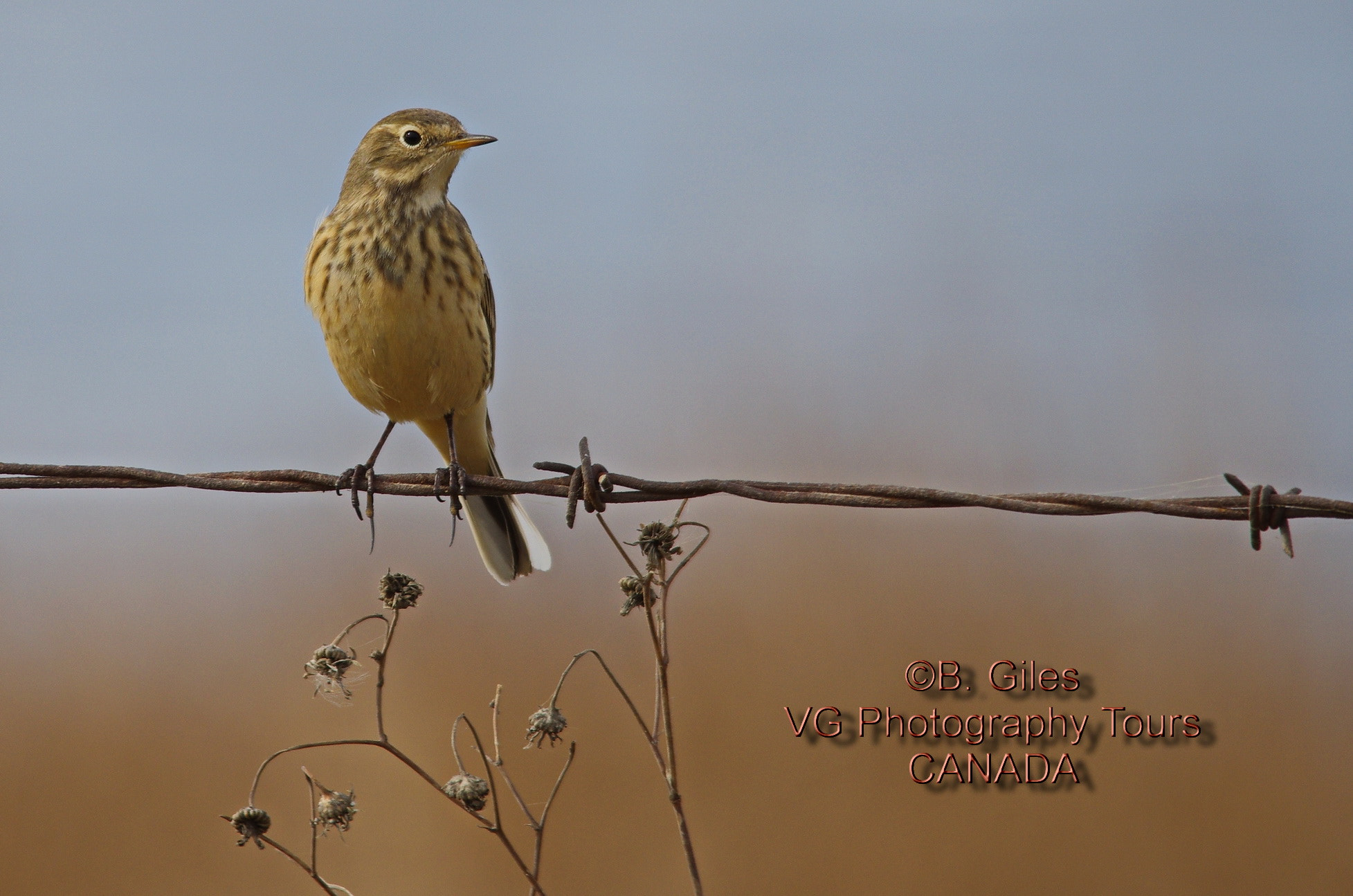 Sigma 150-500mm F5-6.3 DG OS HSM sample photo. Fall migration photography