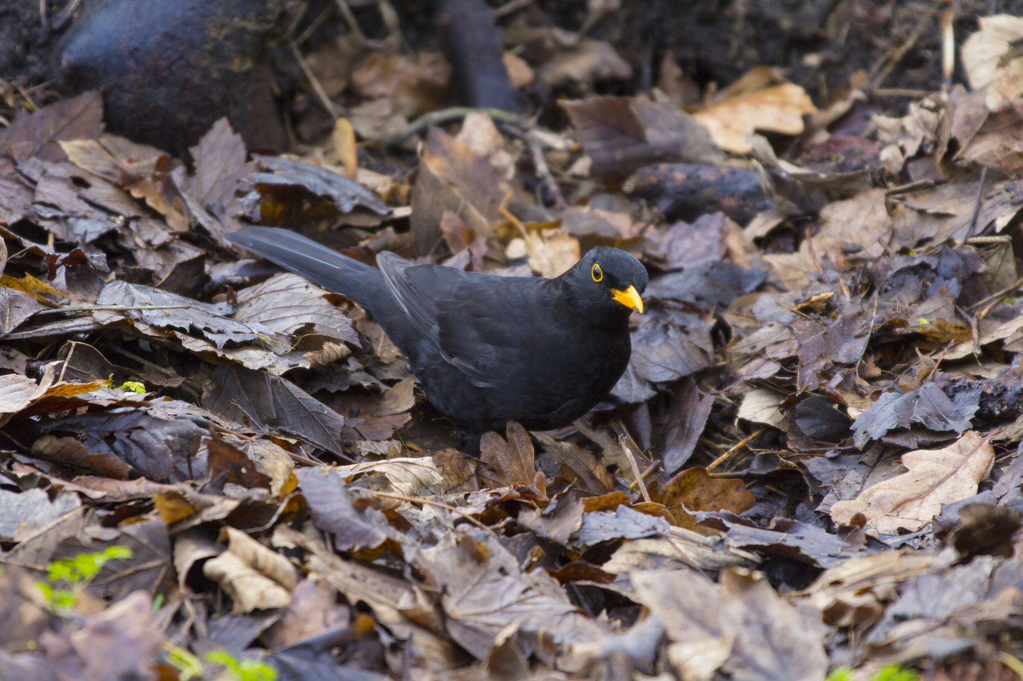 Canon EOS 60D + Canon EF 70-200mm F2.8L IS II USM sample photo. Black bird photography