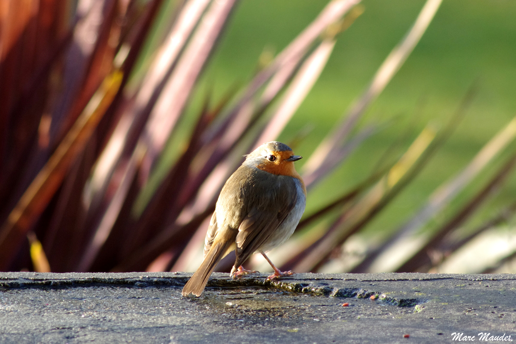 Pentax K-5 IIs sample photo. Robert le rouge gorge. photography