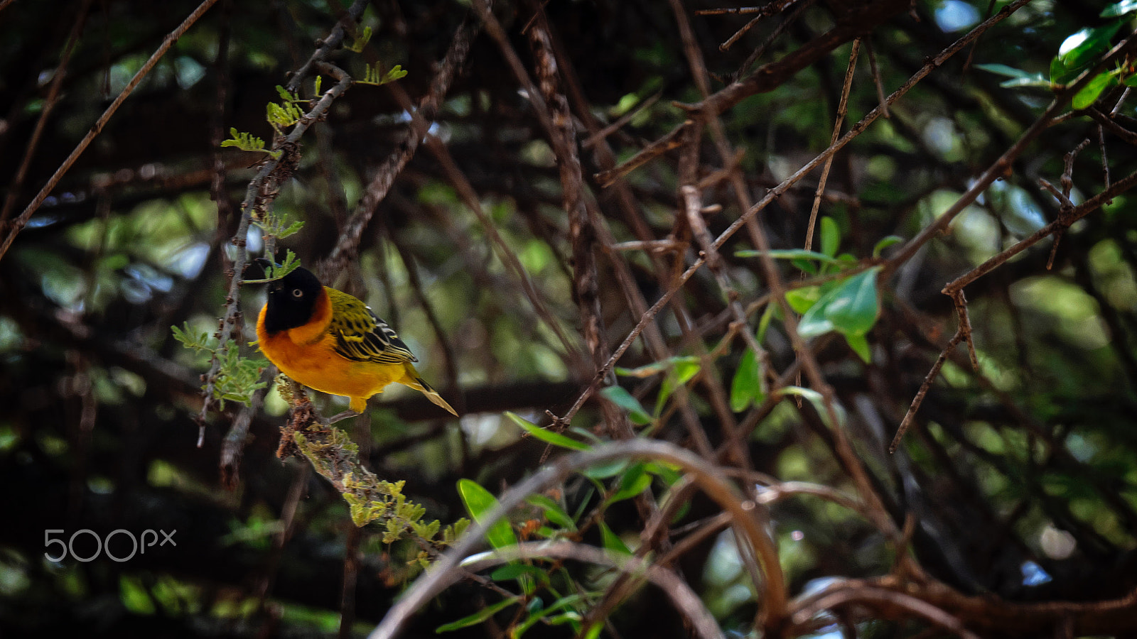 Fujifilm XF 100-400mm F4.5-5.6 R LM OIS WR sample photo. Colorful bird photography