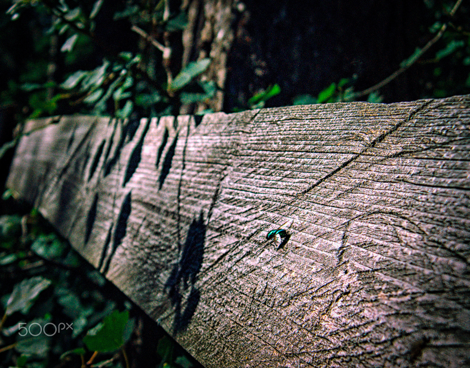 Kodak EASYSHARE Z1015 IS DIGITAL CAMERA sample photo. Insect resting from work photography