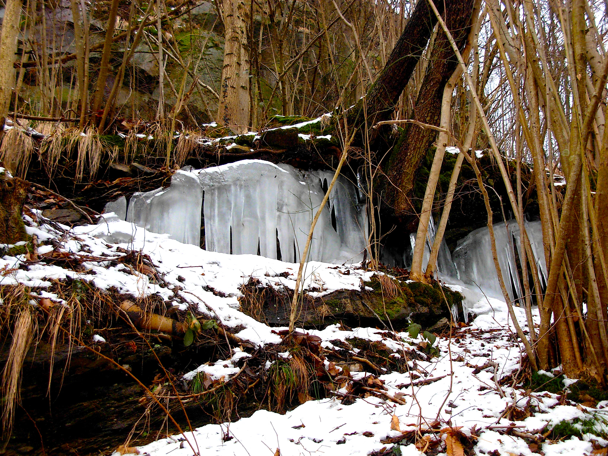 Nikon COOLPIX L5 sample photo. Ice roots photography