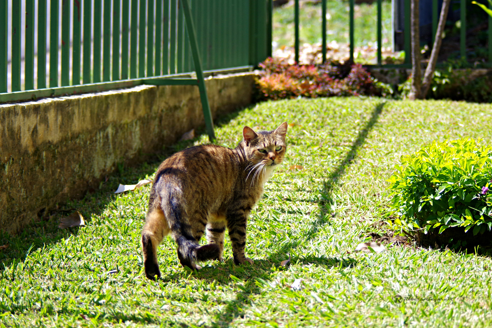 Pentax K-S2 sample photo. El gatuno photography