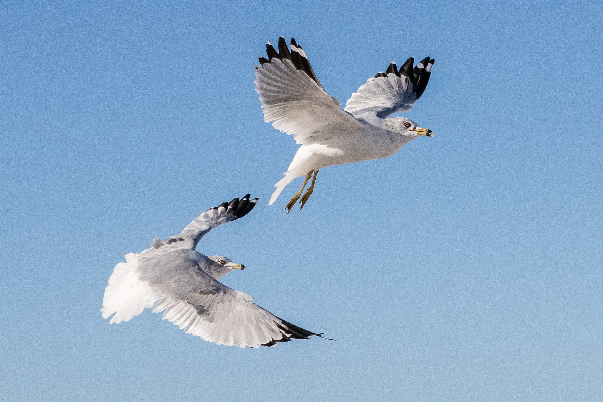Canon EF 24-70mm F2.8L USM sample photo. Ring-biled gulls photography