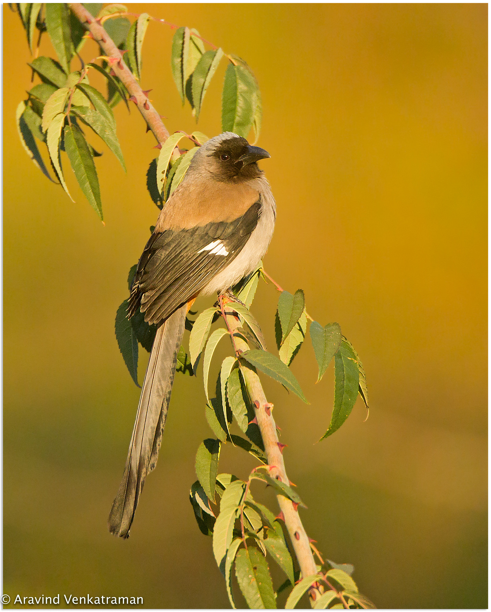 Canon EF 500mm F4L IS USM sample photo. Grey treepie photography