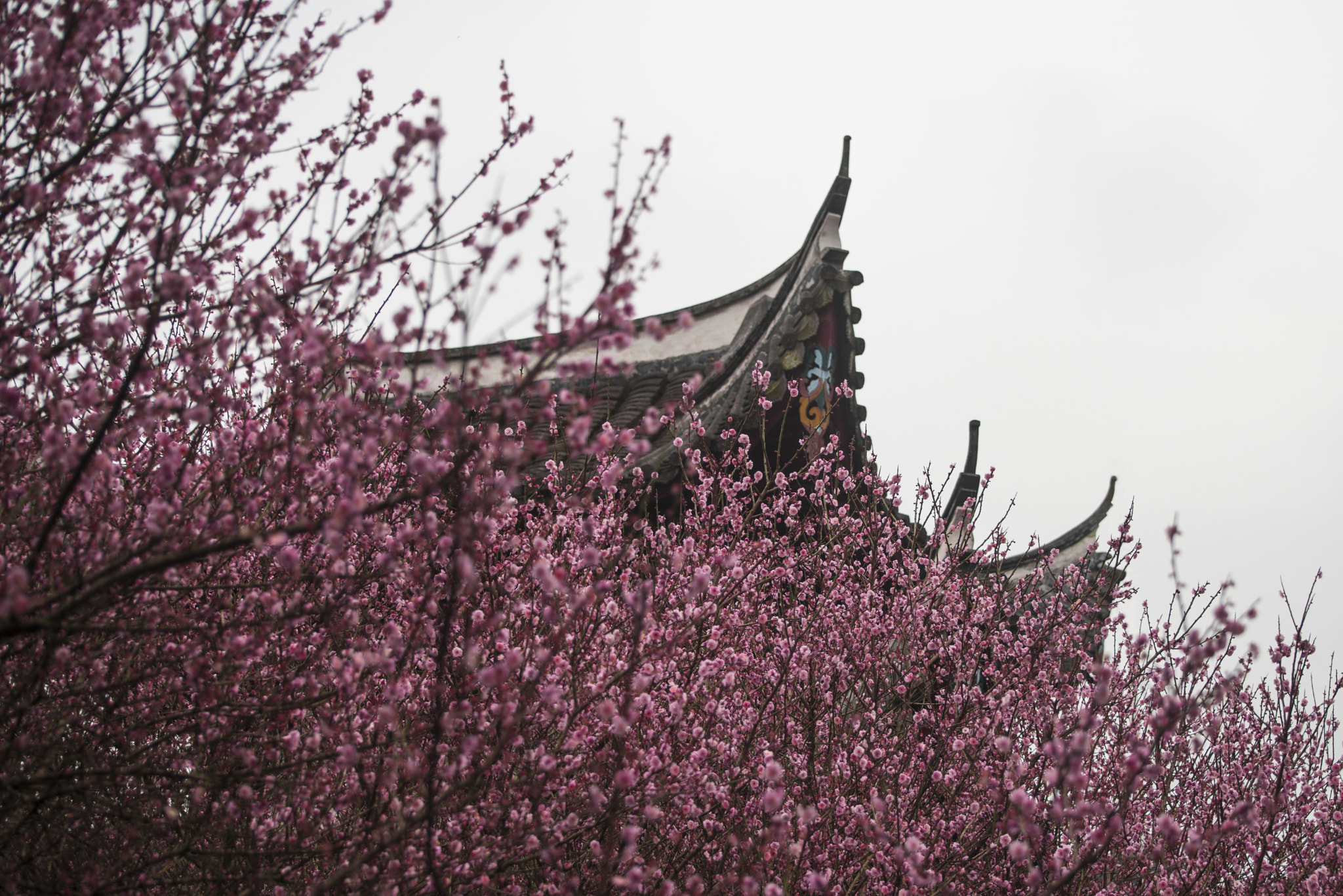Nikon D800 sample photo. Plum blossom 4/8 photography