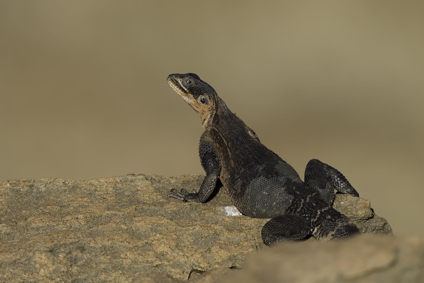 Canon EF 600mm F4L IS II USM sample photo. Lizard photography