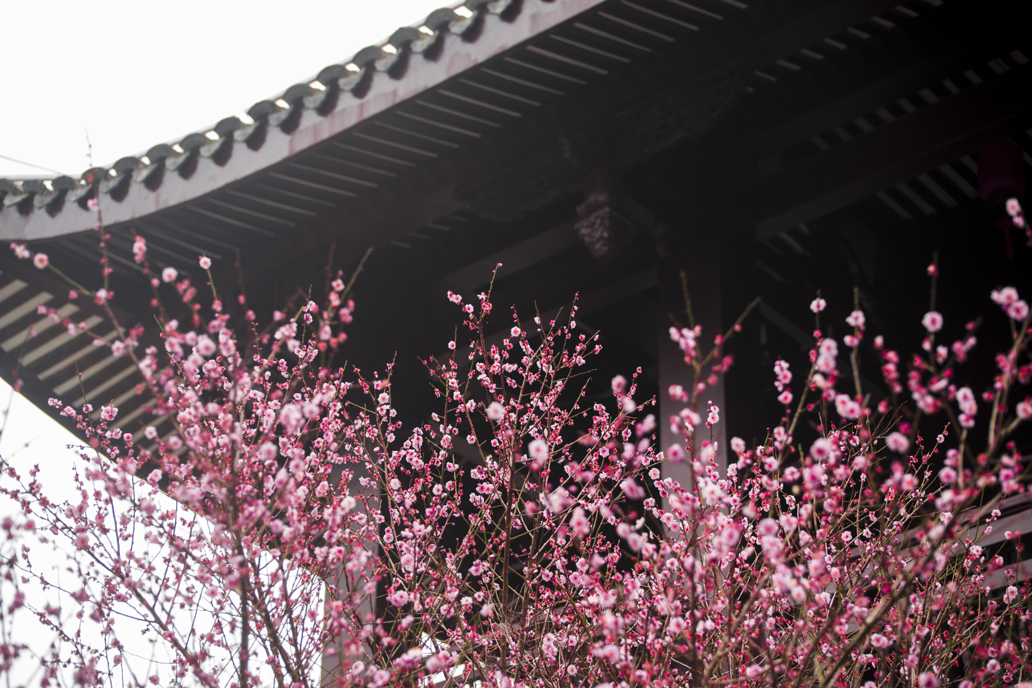 Nikon D800 sample photo. Plum blossom 5/8 photography
