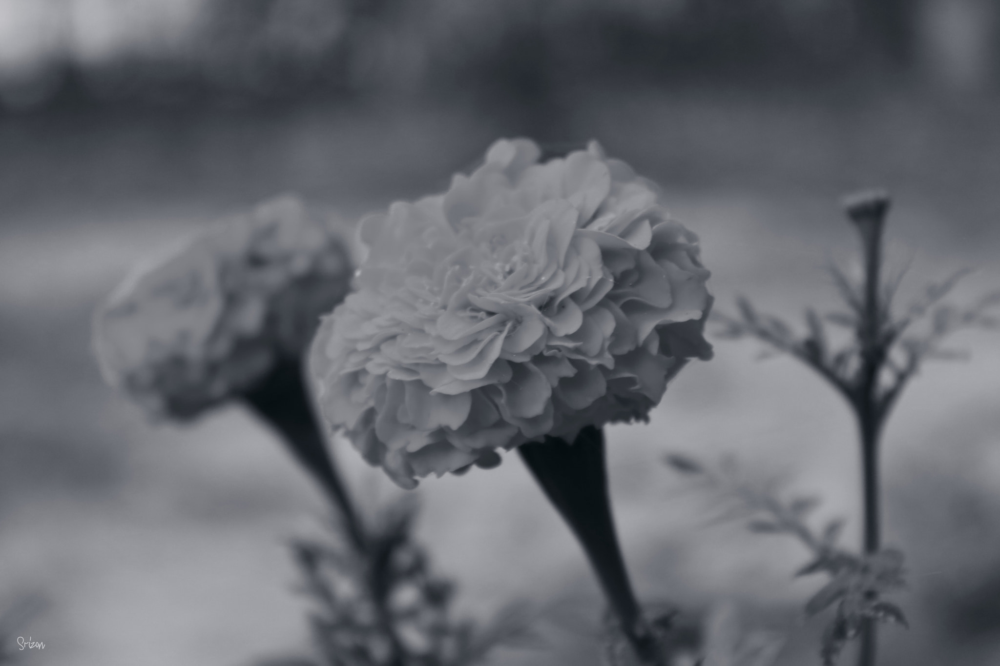 Canon EOS 760D (EOS Rebel T6s / EOS 8000D) sample photo