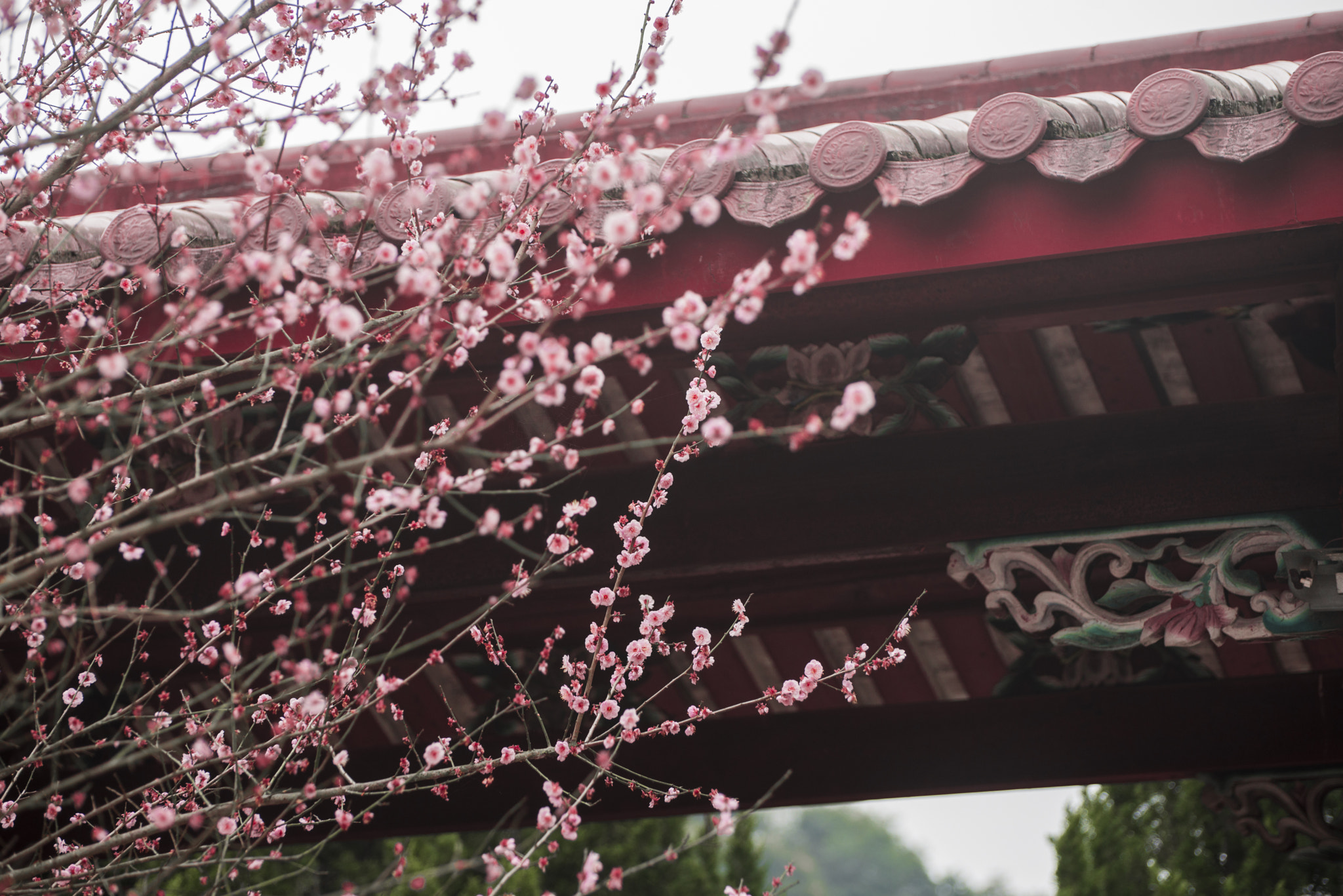 Nikon D800 sample photo. Plum blossom  7/8 photography