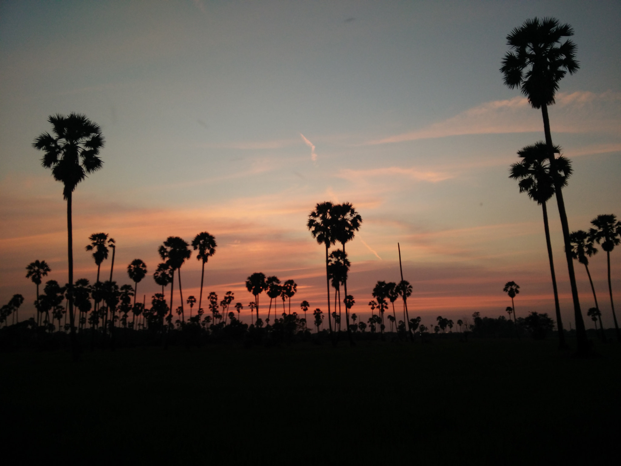 OPPO Find7 sample photo. Sugar palm at sunset photography
