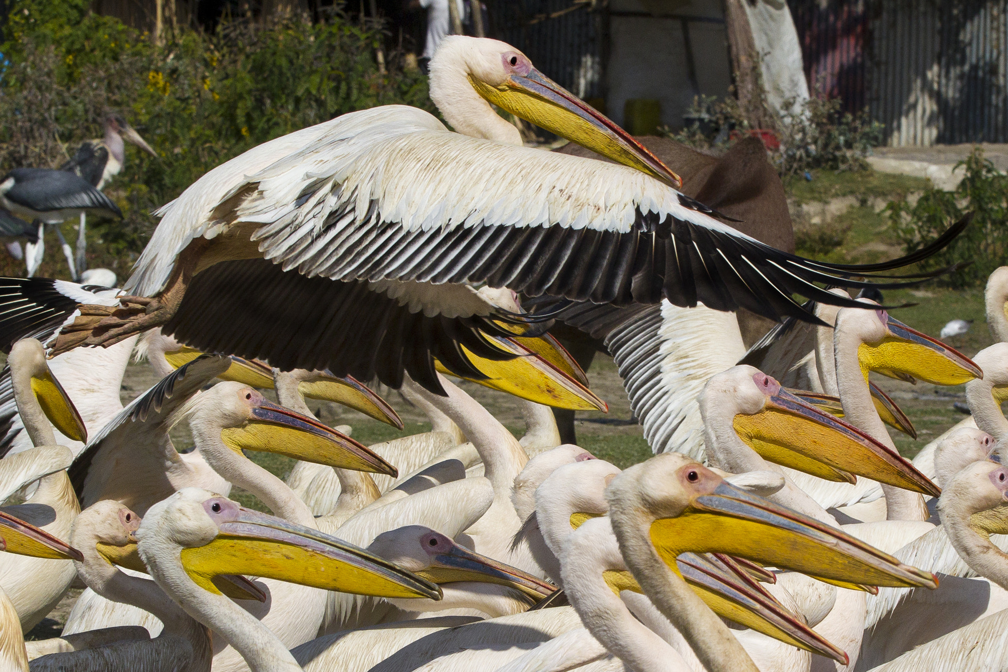 Sigma 150-600mm F5-6.3 DG OS HSM | C sample photo. The flight of the pelican photography